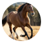Horse 1